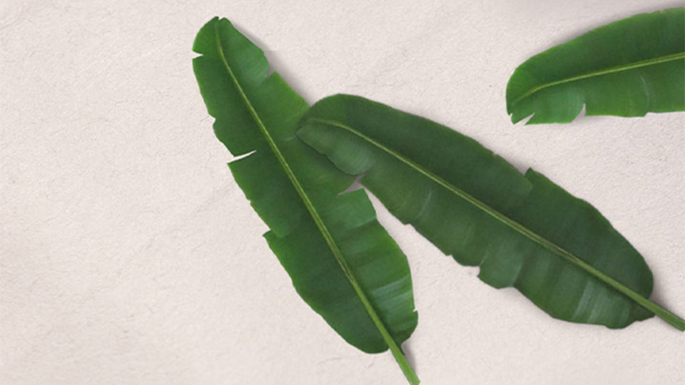 Abaca Leaf Fiber