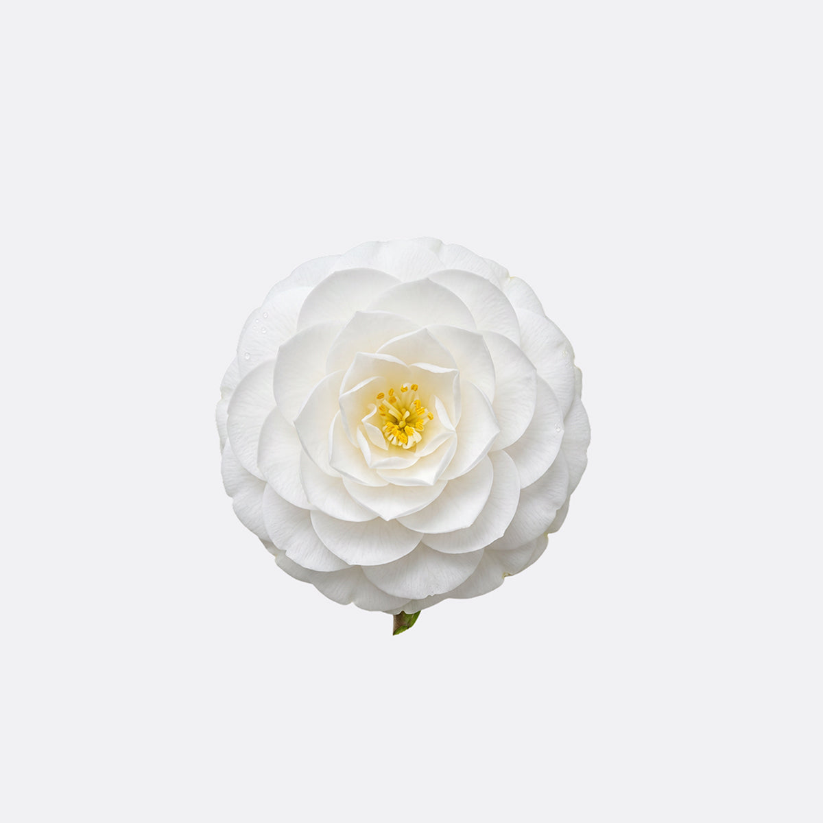 Camellia Oil
