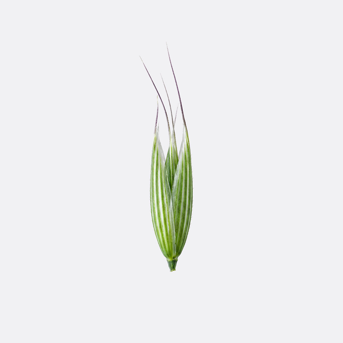 Colloidal Oatmeal
