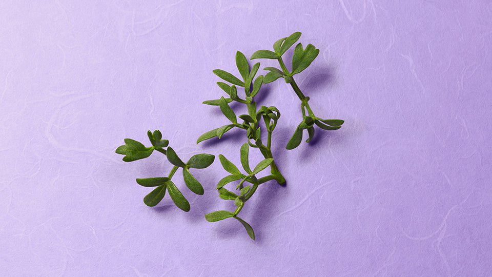 Sea Fennel Extract