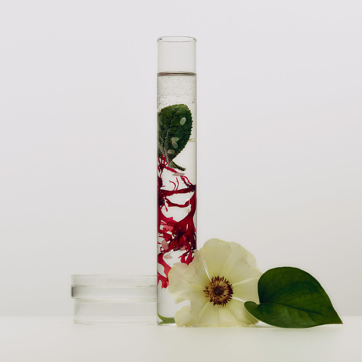 Tatcha Water Cream ingredients: Japanese coix seed, multi-weight glycerin, wild rose & heartleaf