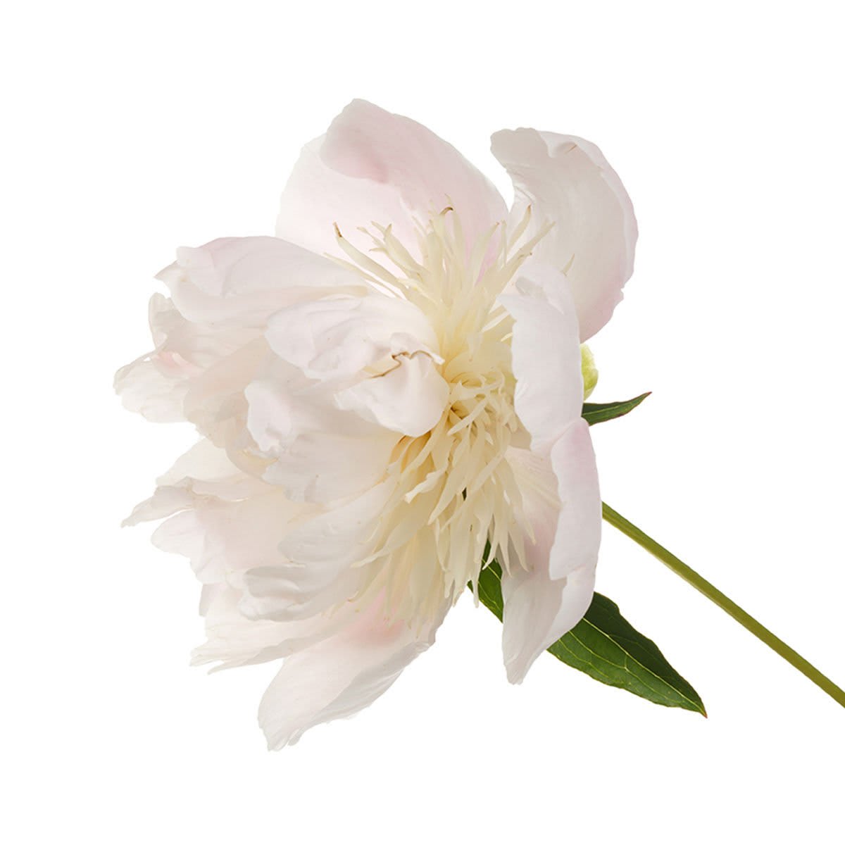 Peony