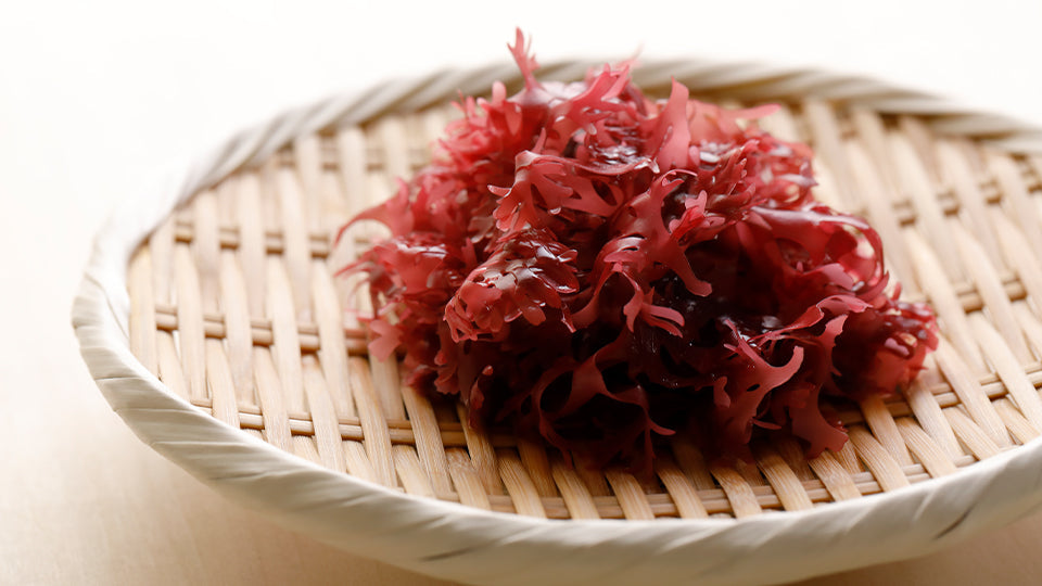 Red Algae