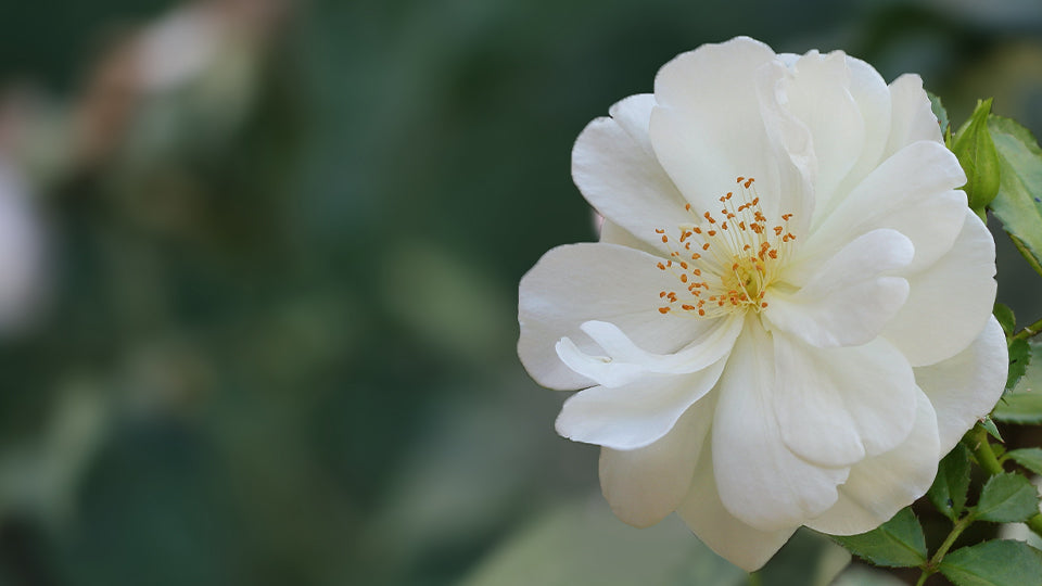 Wild Rose
