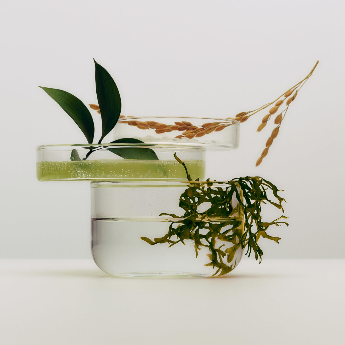 Image of rice, green tea and algae in petri dishes